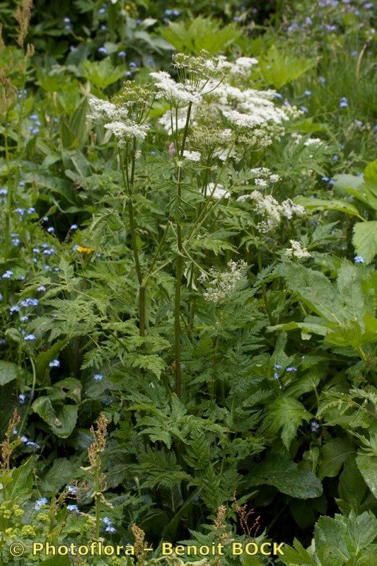 Chaerophyllum elegans habit