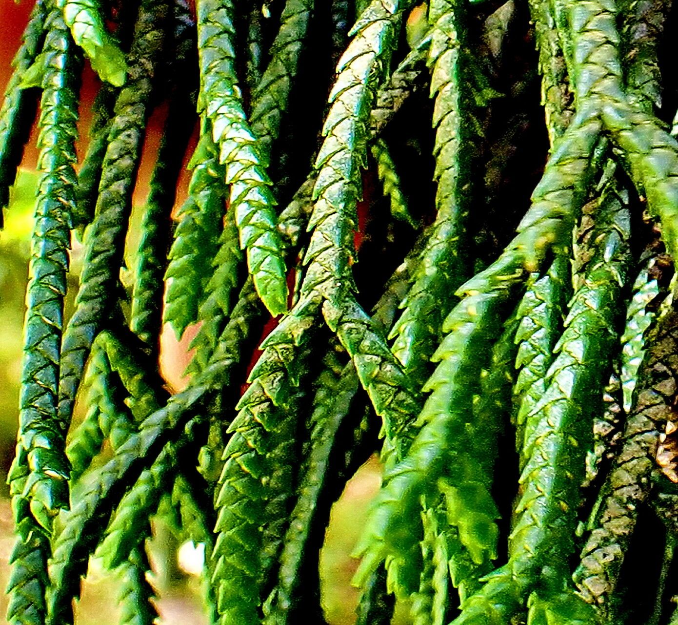 Huperzia billardierei — related species from the same genus