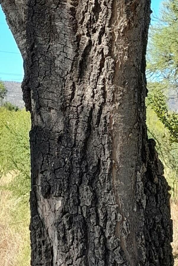 Aspidosperma quebracho-blanco bark