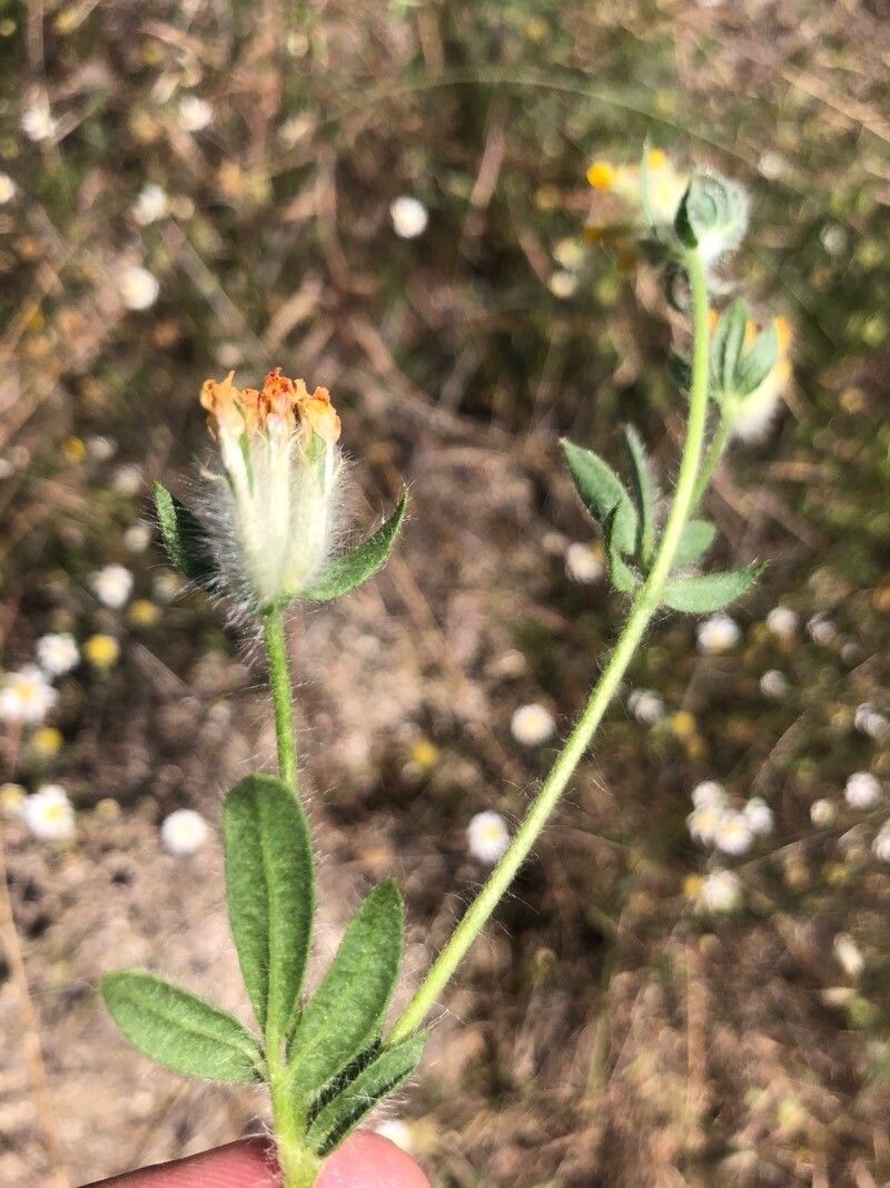 Anthyllis lotoides — search result for 'Anthyllis'