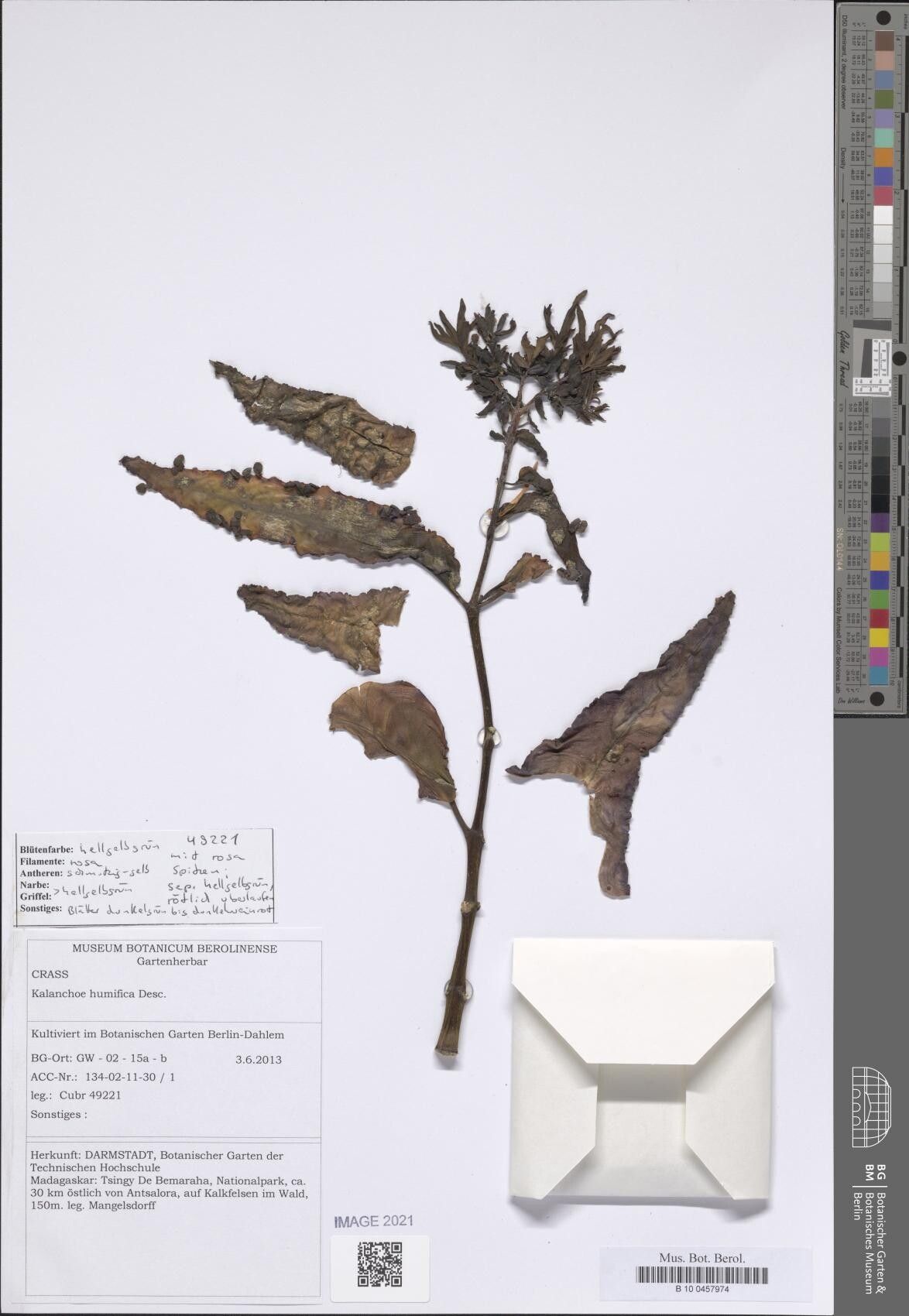 Kalanchoe humifica — houseplant care guide