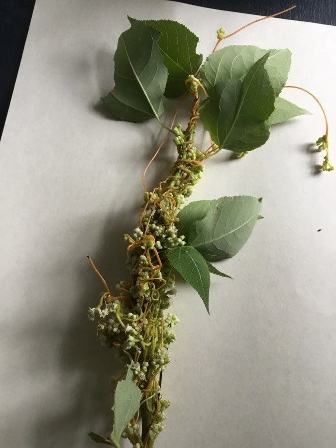 Cuscuta pentagona flower
