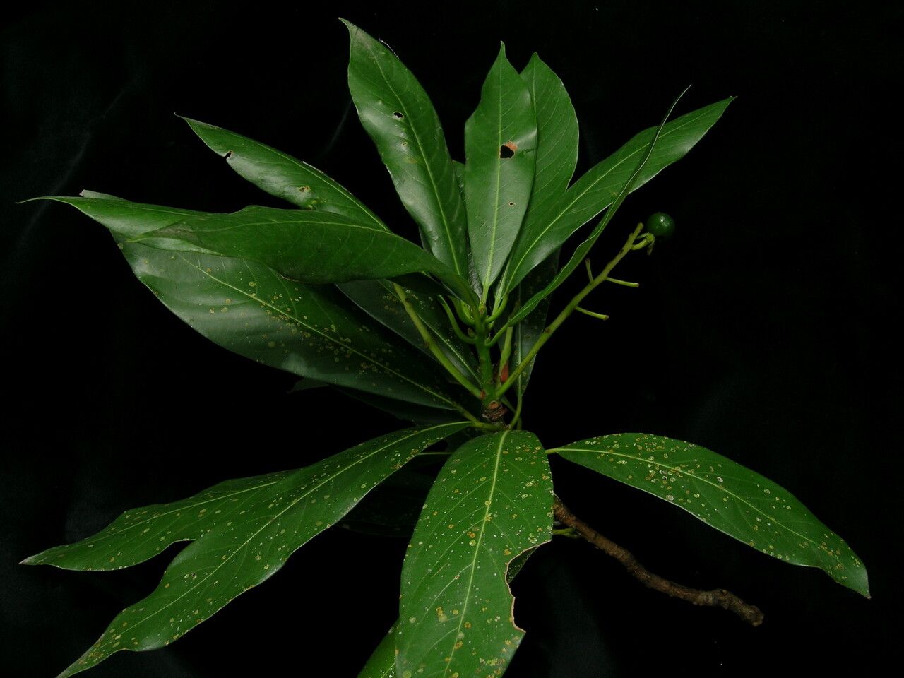 Machilus duthiei habit