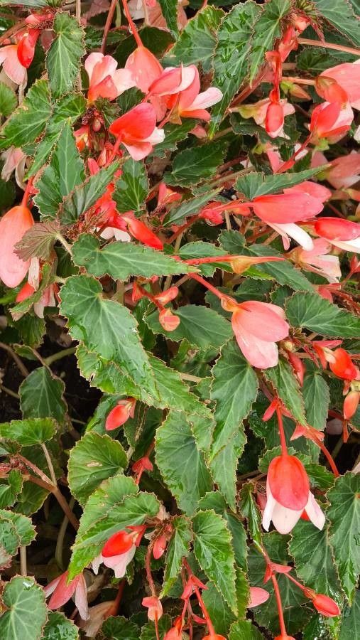 Begonia pendula leaf