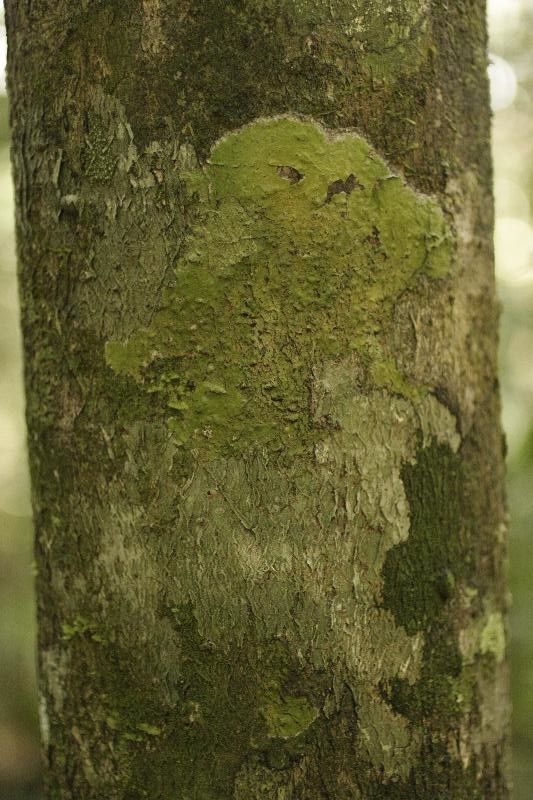 Ilex guianensis — search result for 'Ilex'