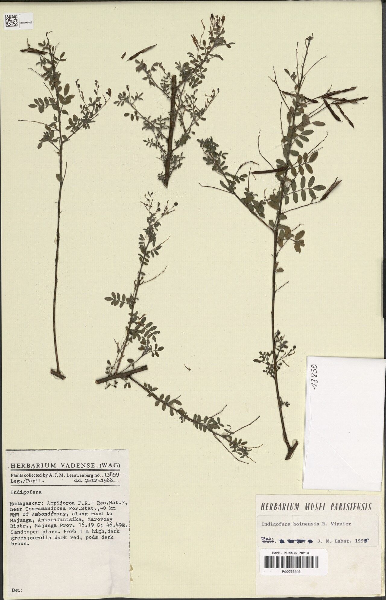 Indigofera boinensis — search result for 'Indigofera'