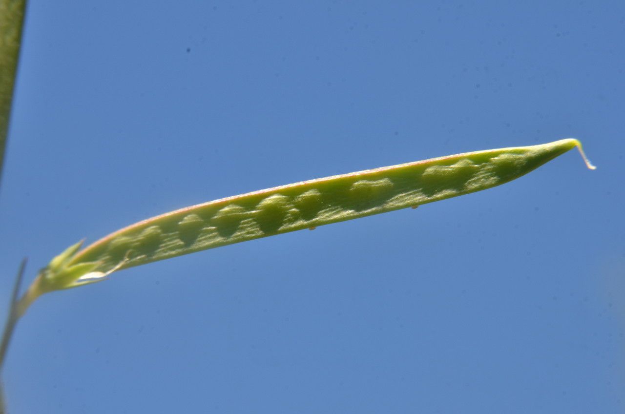 Lathyrus sphaericus fruit