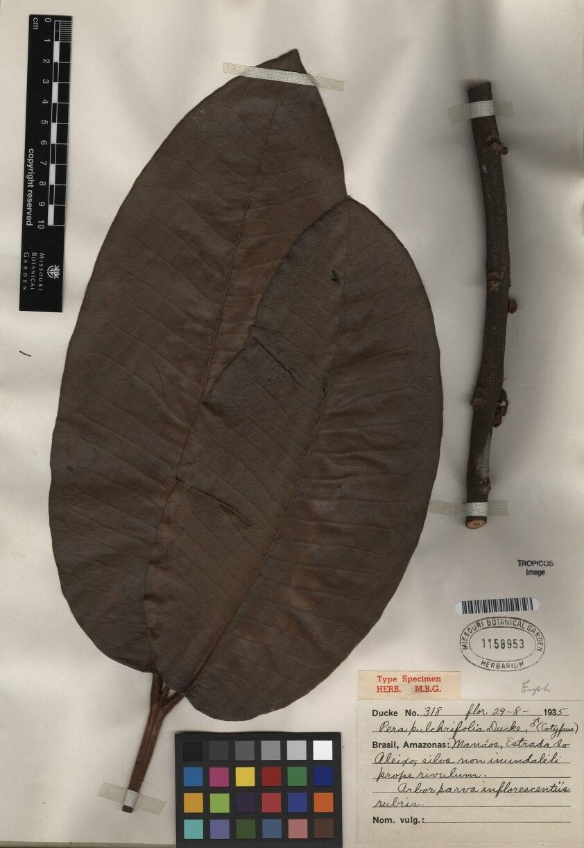 Pera pulchrifolia — houseplant care guide