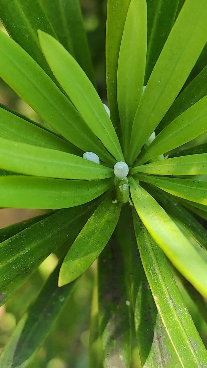 Podocarpus lambertii fruit
