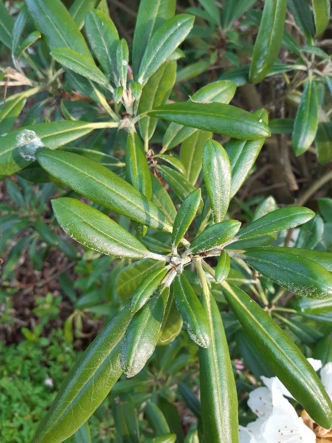 Rhododendron degronianum — houseplant care guide