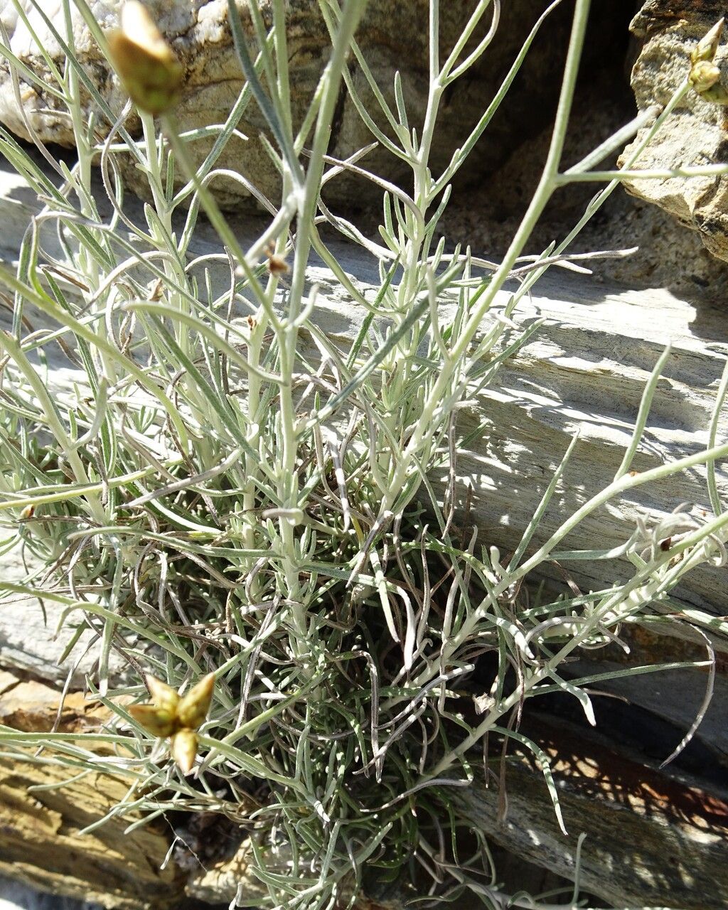 Phagnalon sordidum leaf