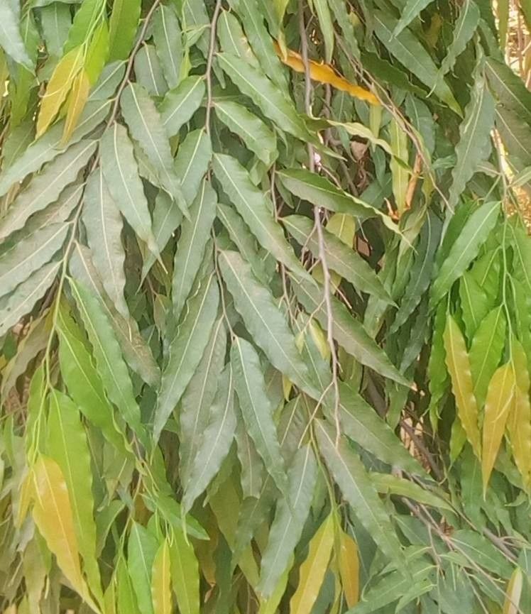 Polyalthia longifolia leaf