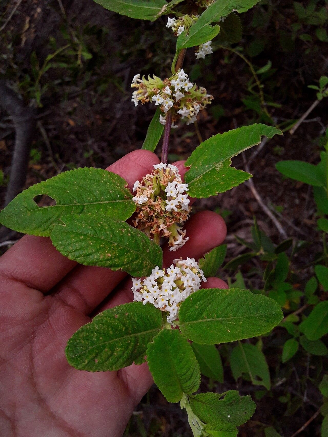 Lippia grata flower