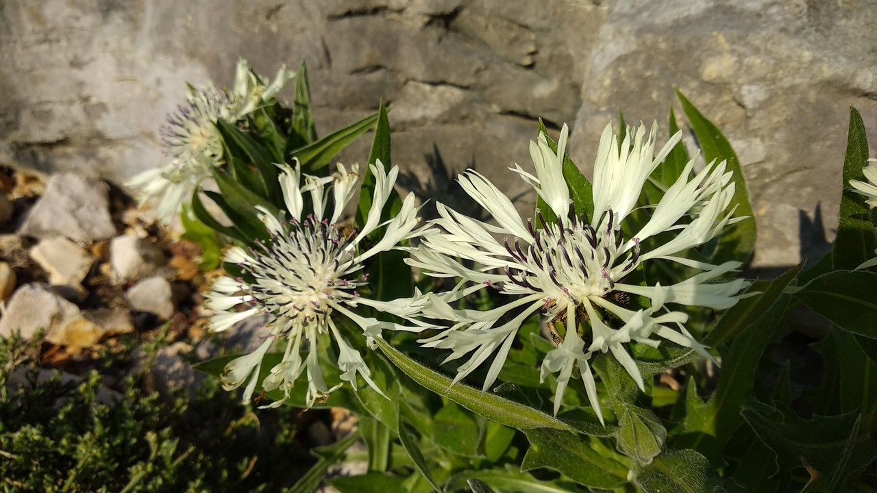 Cyanus cheiranthifolius flower