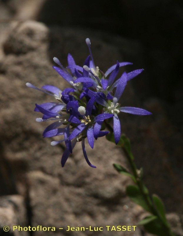 Jasione foliosa flower