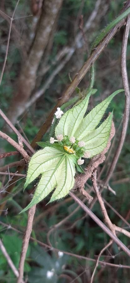 Dalechampia scandens flower