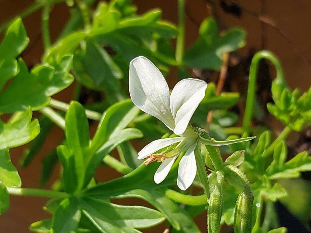 Pelargonium exhibens flower