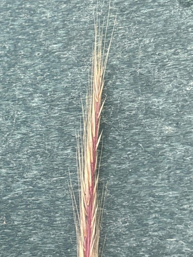 Festuca ambigua flower