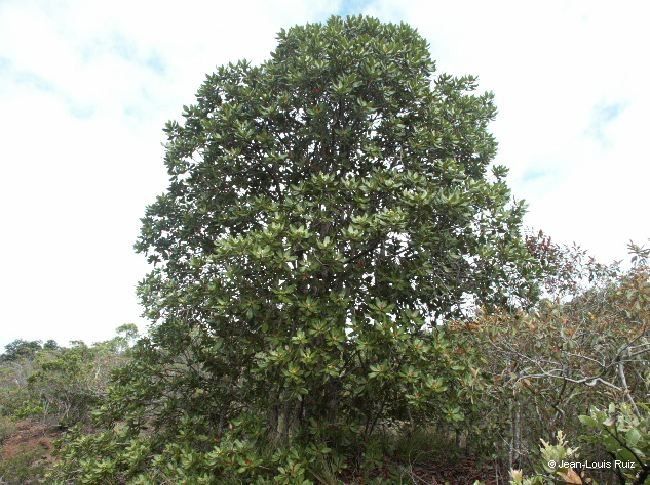 Xanthostemon velutinus habit