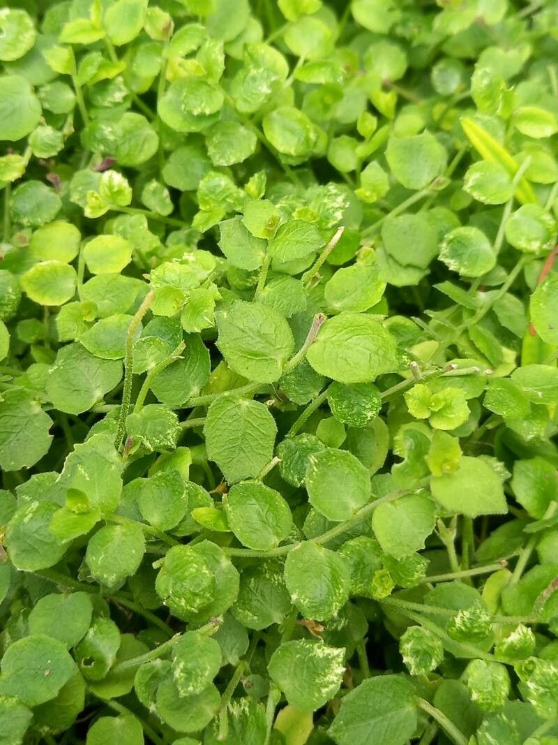 Lobelia pedunculata leaf