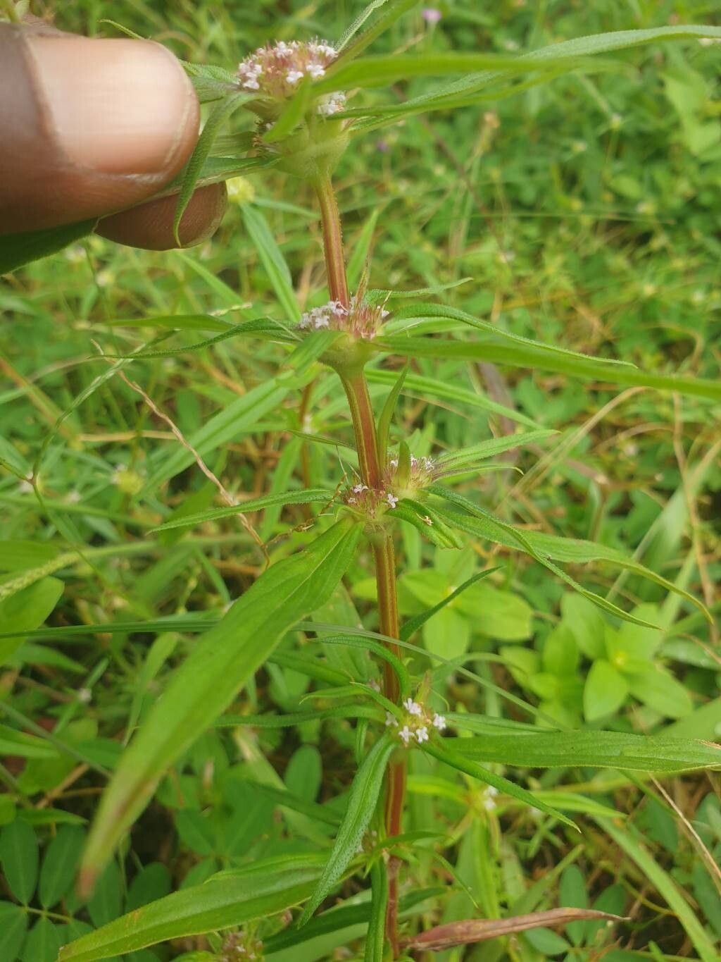 Spermacoce chaetocephala leaf