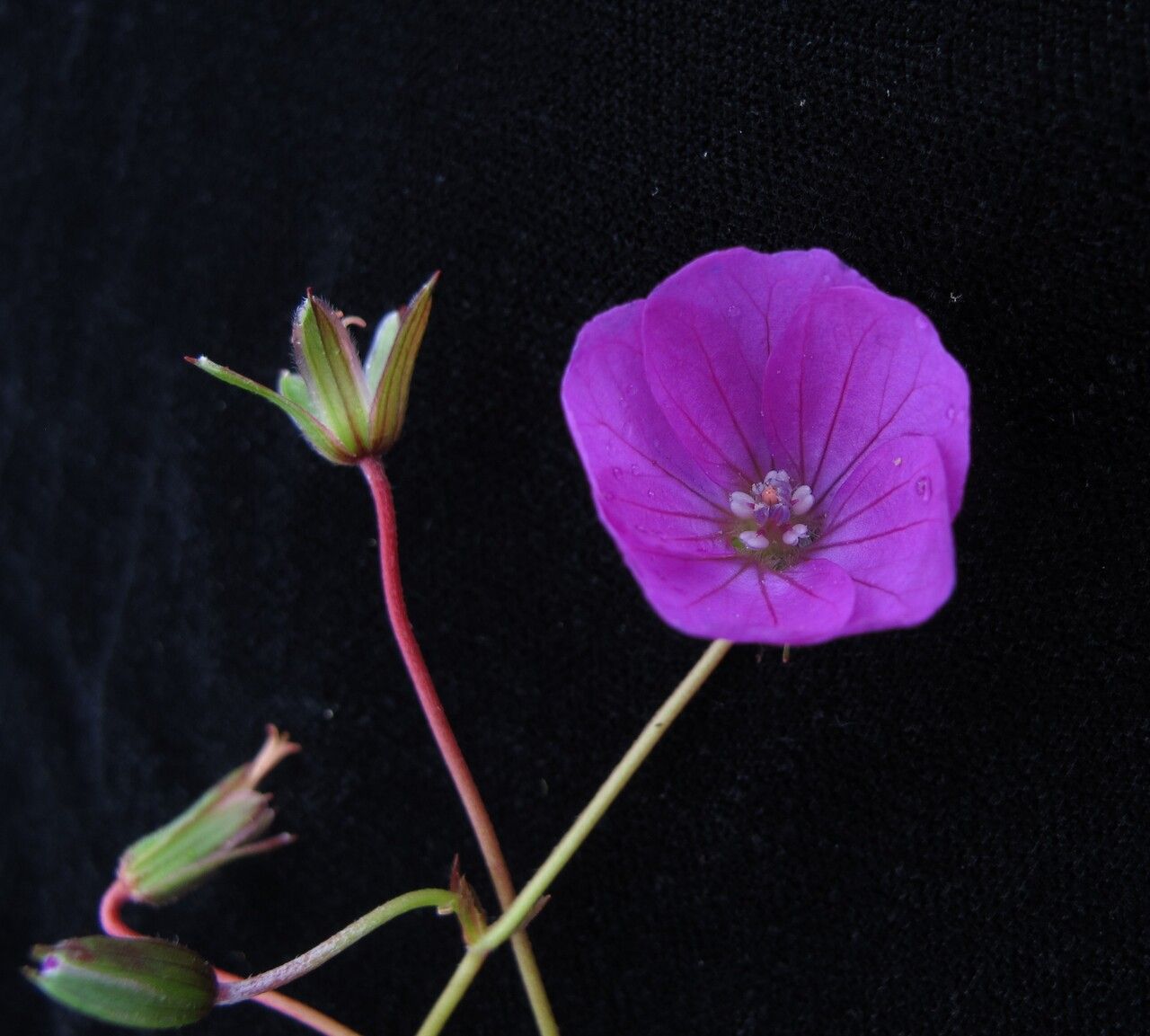 Geranium donianum habit