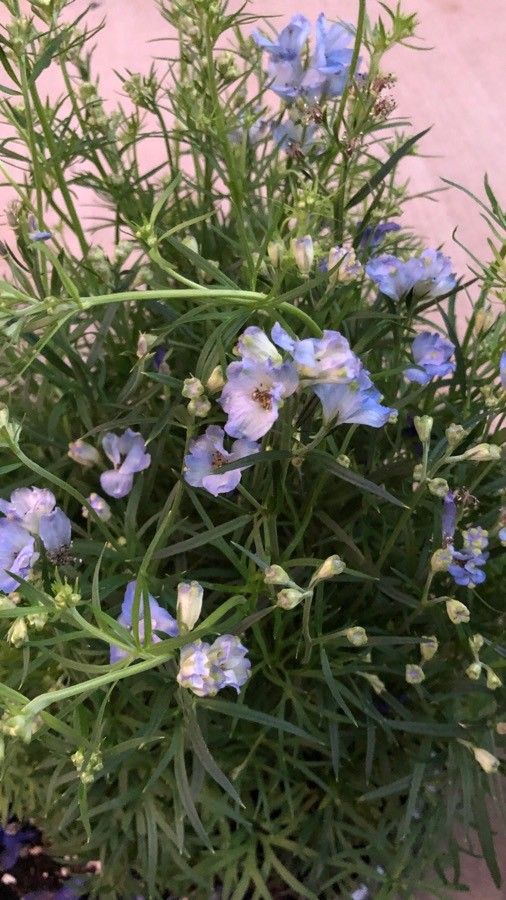 Delphinium geraniifolium flower