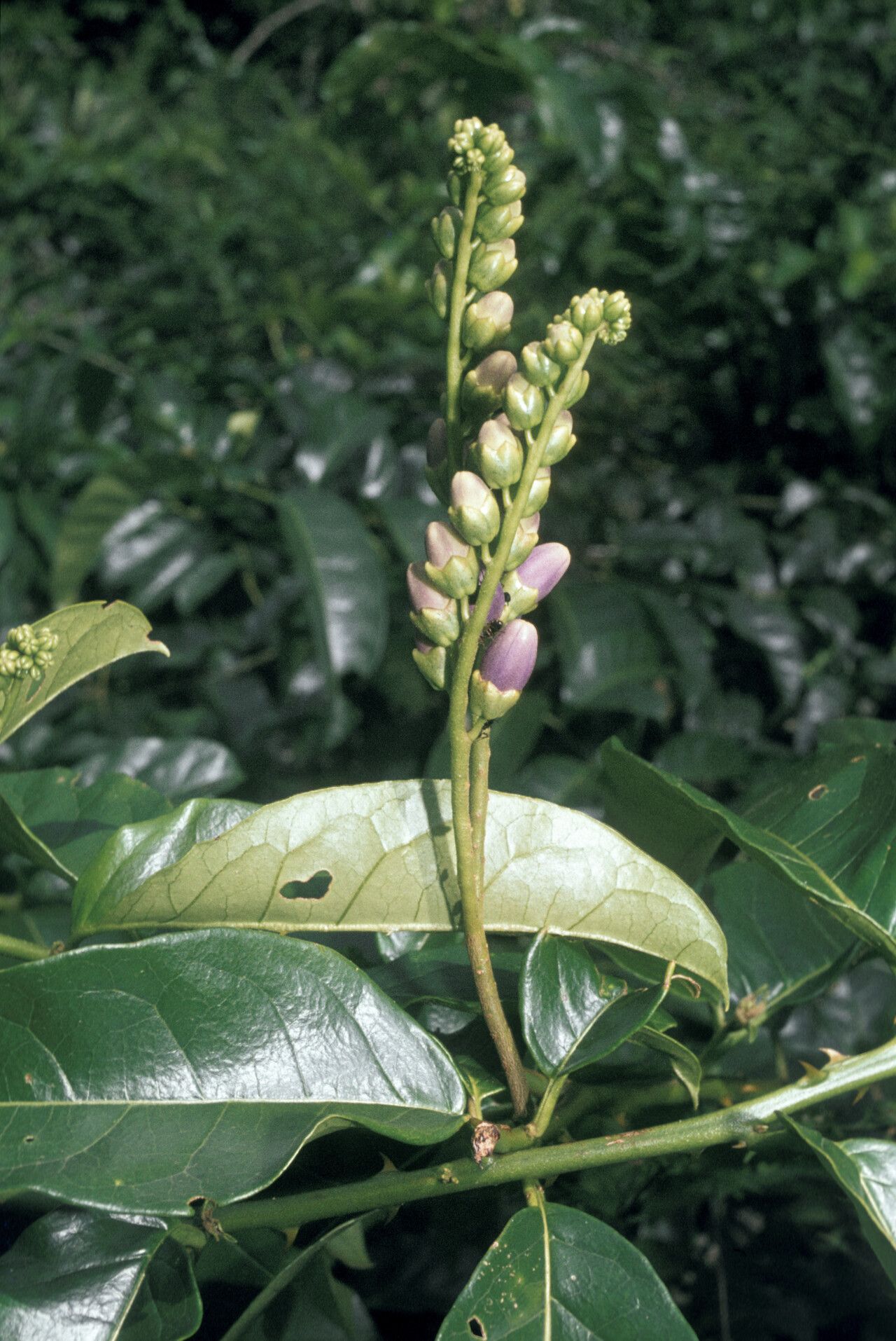 Solanum coriaceum flower
