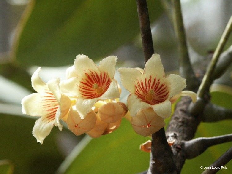 Acropogon paagoumenensis flower