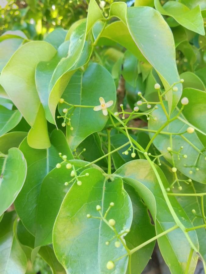 Xylocarpus rumphii flower