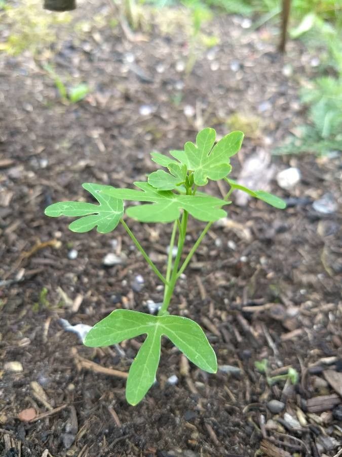 Tropaeolum peregrinum leaf