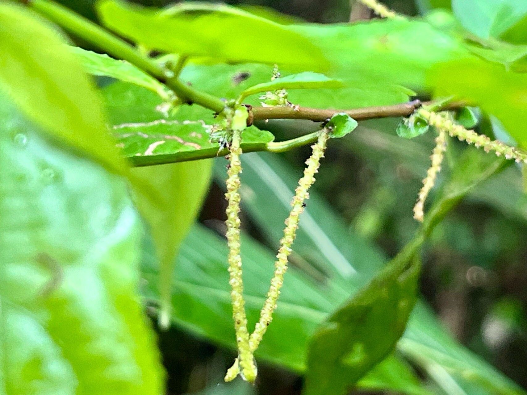 Acalypha diversifolia flower
