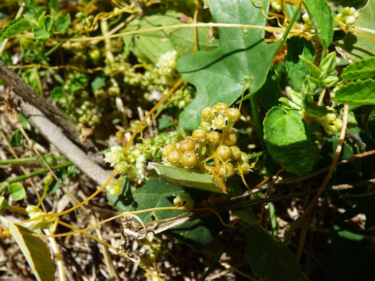 Cuscuta campestris fruit