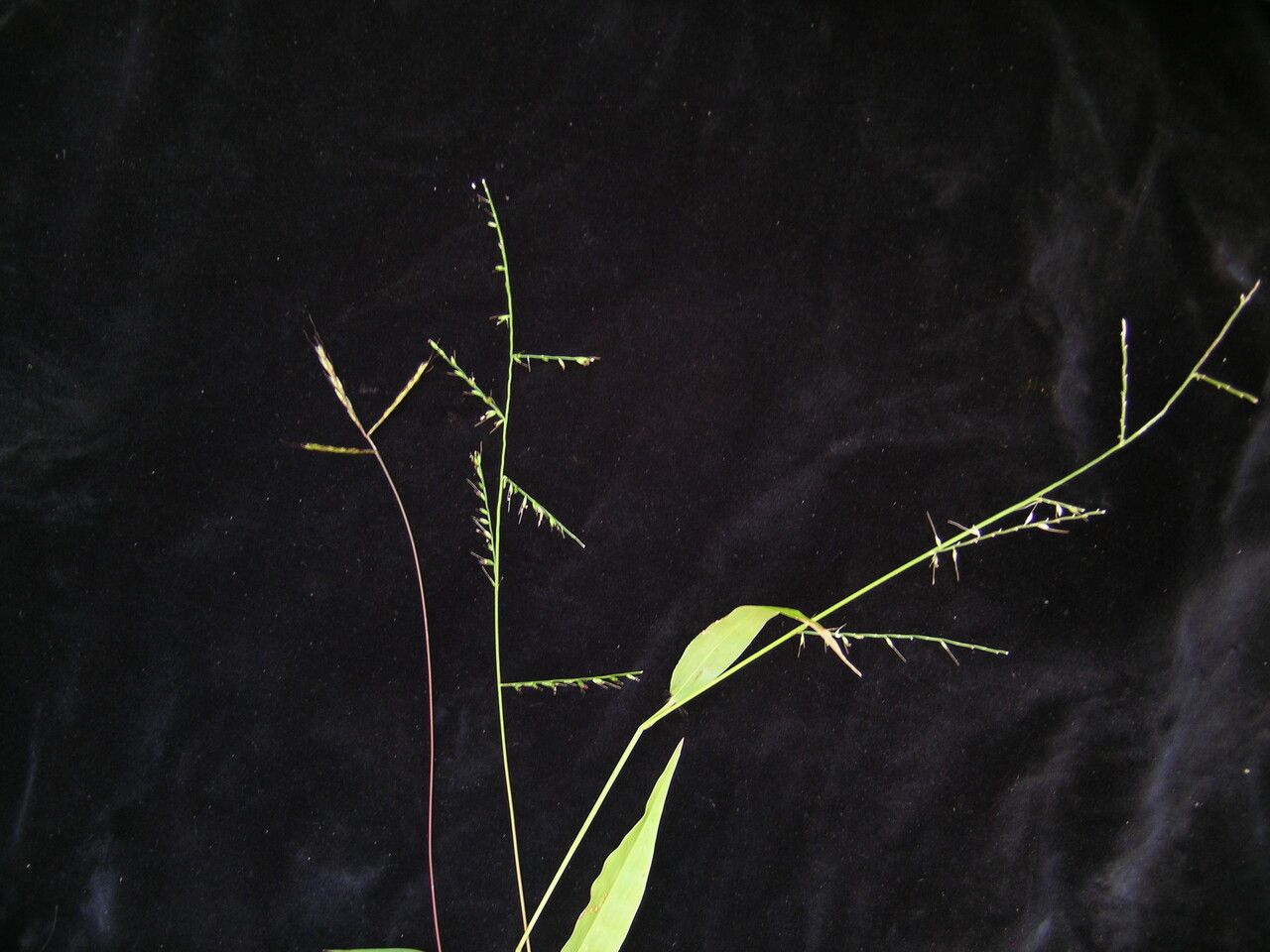 Microstegium fasciculatum habit