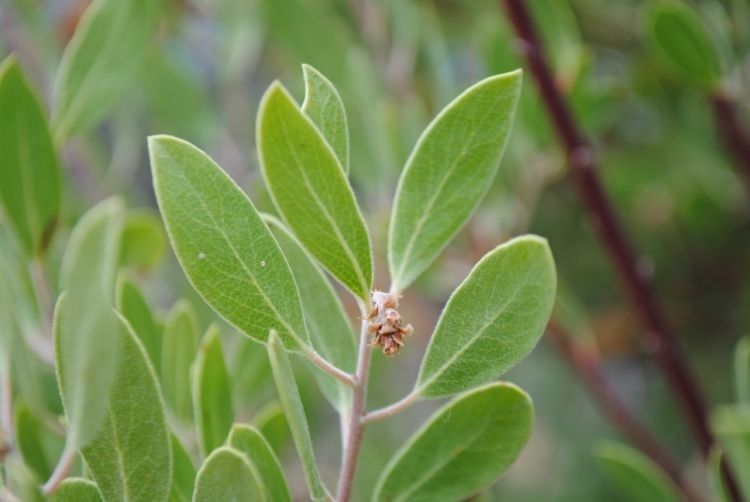 Arctostaphylos pringlei leaf