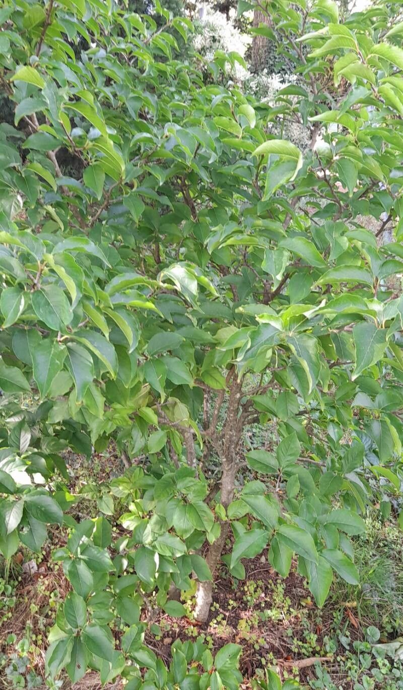 Ilex kusanoi habit