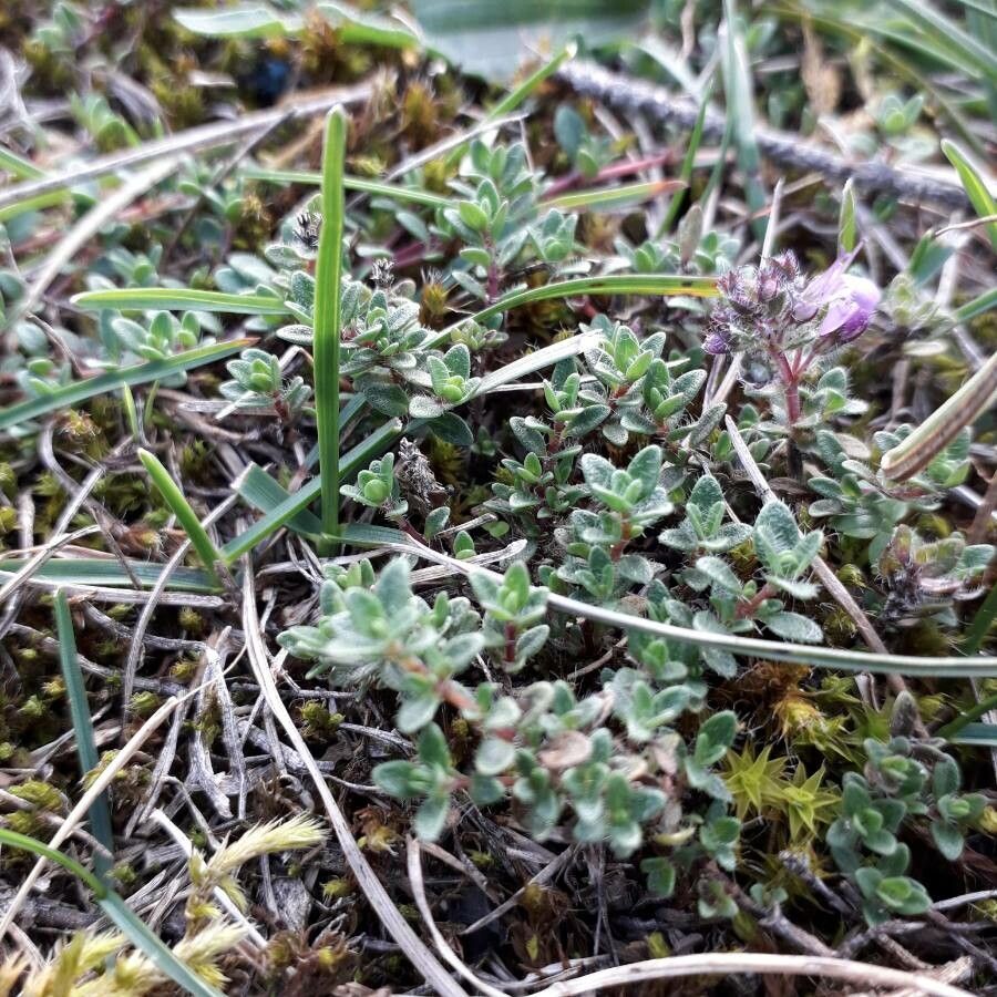 Thymus drucei — search result for 'Thymus'