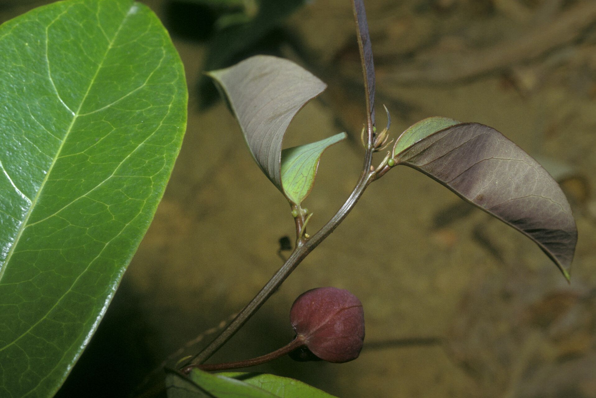 Passiflora gabrielliana fruit