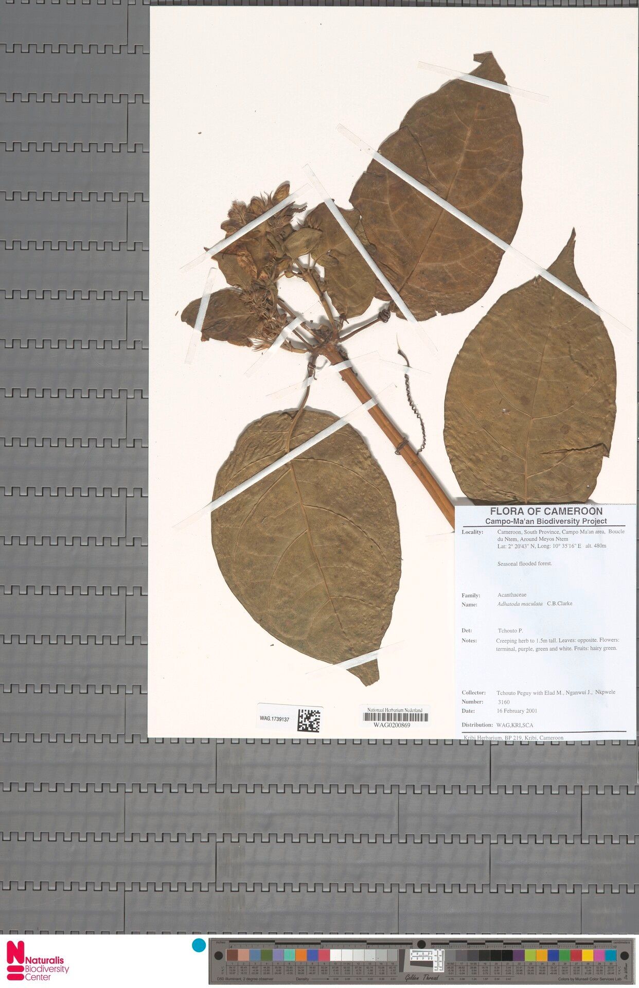 Asystasia trichotogyne — search result for 'Asystasia'