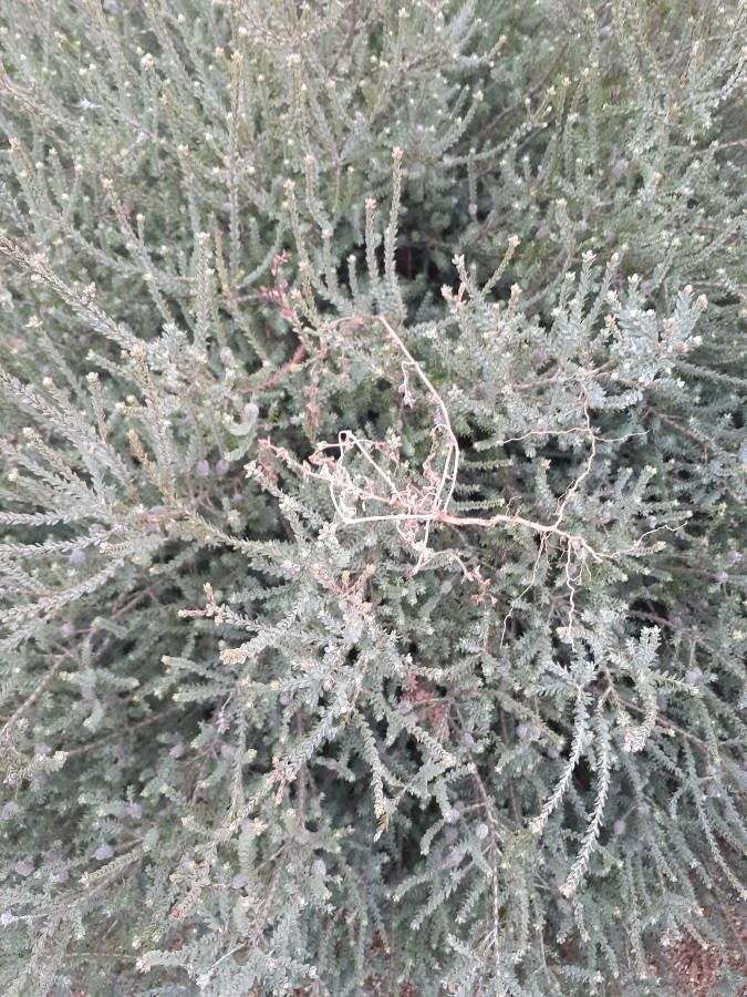 Melaleuca maxwellii — houseplant care guide