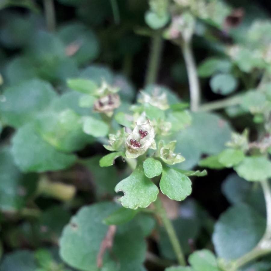 Chrysosplenium alternifolium fruit