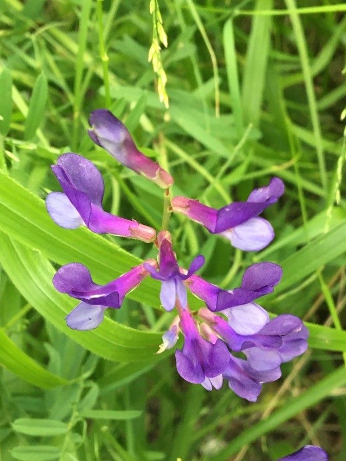 Vicia Onobrychioides flower