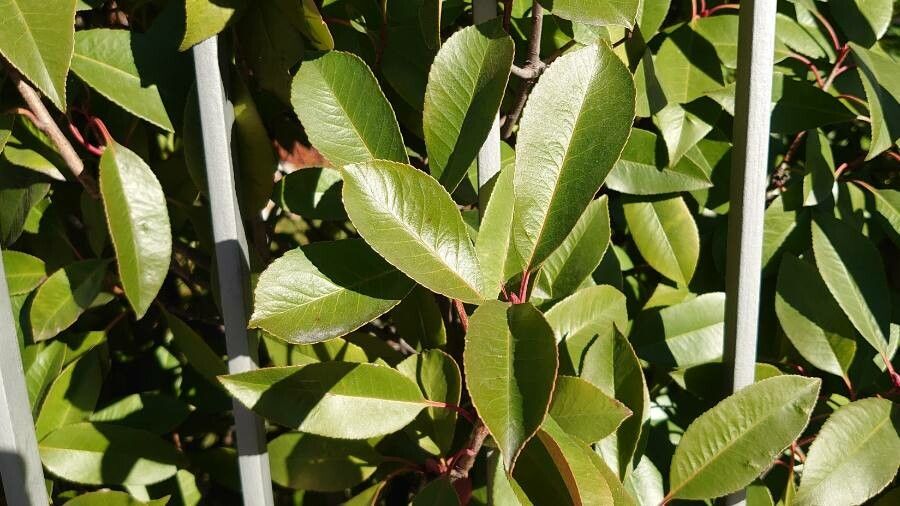 Photinia serrulata leaf
