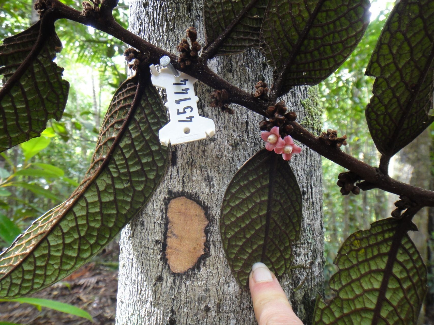 Diospyros brassica leaf