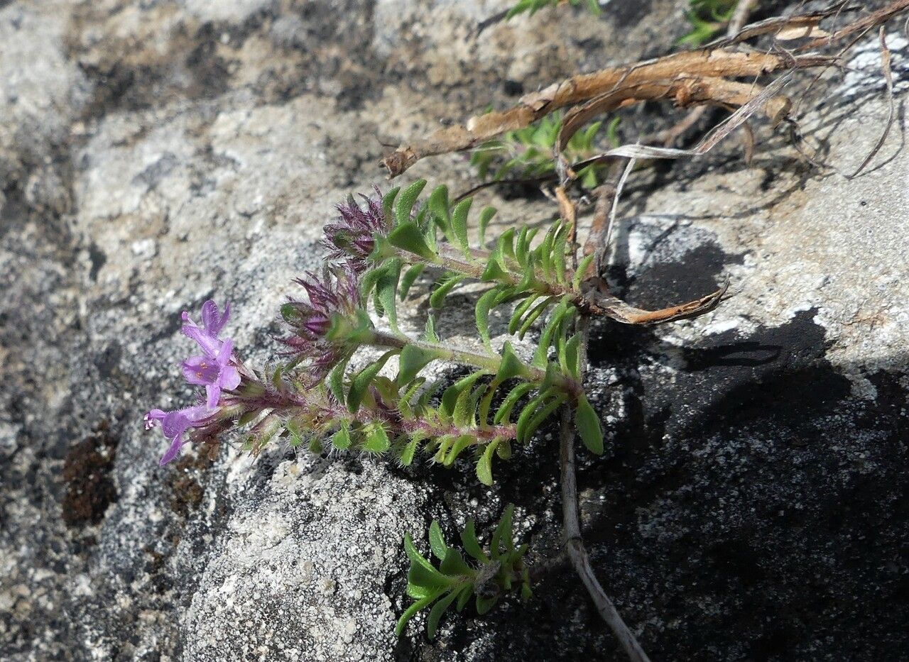 Thymus dolomiticus — search result for 'Thymus'
