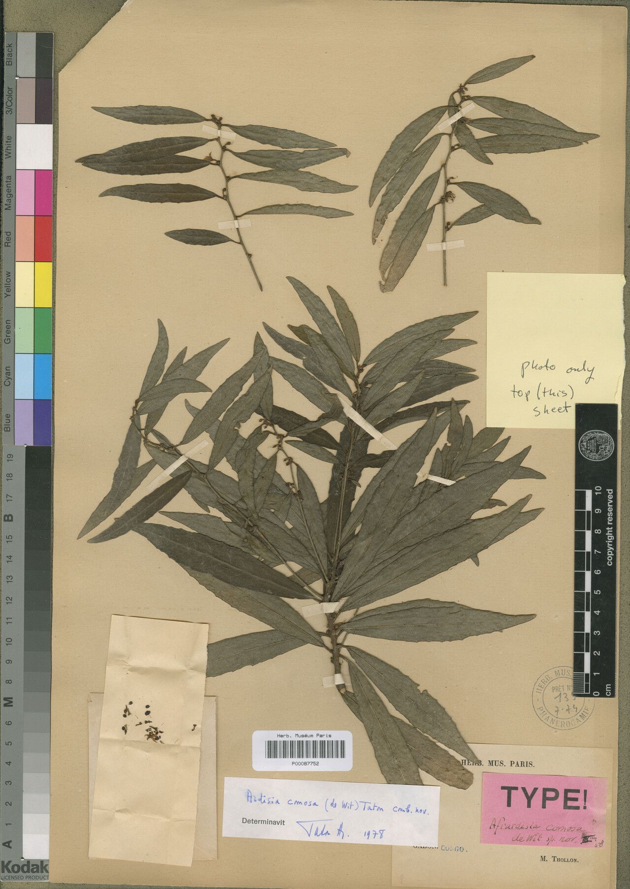 Ardisia comosa — houseplant care guide