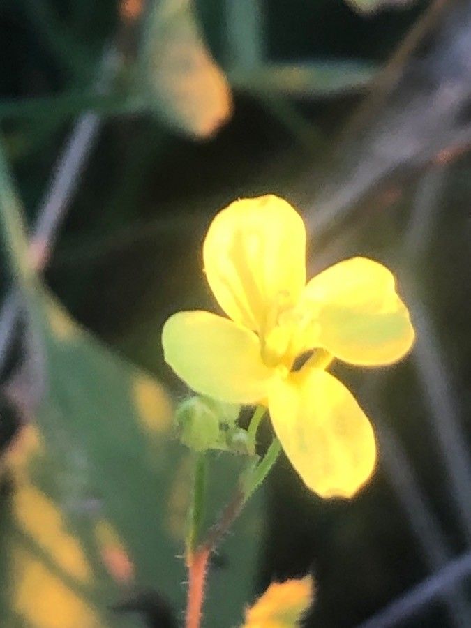 Diplotaxis virgata flower
