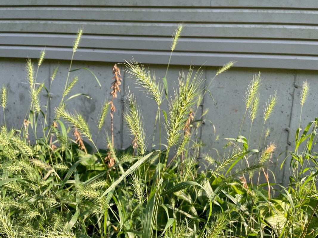 Elymus villosus — search result for 'Elymus'