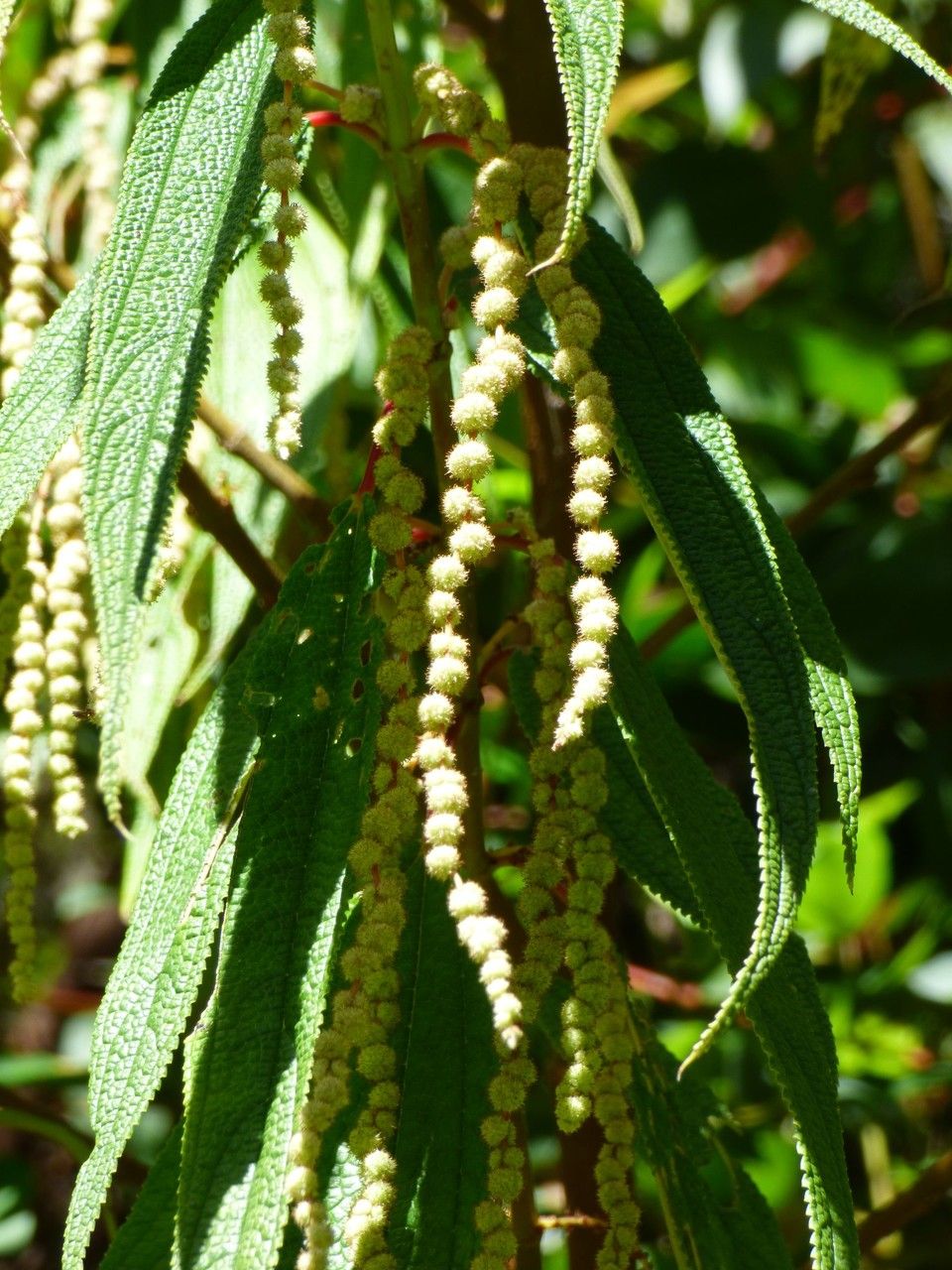 Boehmeria penduliflora fruit