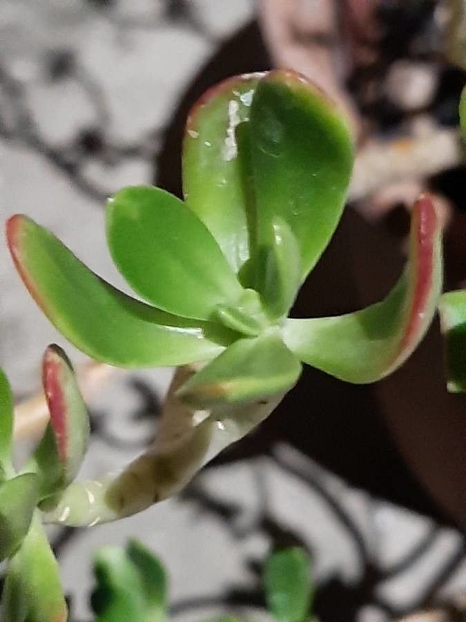 Sedum dendroideum — search result for 'Sedum'